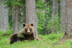 Fuck-Yeah-Bears:  Eye Contact By Harry Eggens