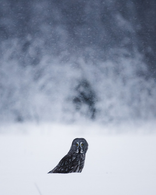 Great Grey Owl by Niilo Isotalo instagram.com/niiloi