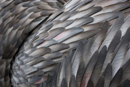 asylum-art: Incredible Bird Feather Sculptures By Kate MccGwire Widely-renowned British artist Kate 