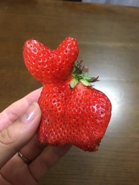 crrdcaptor: Reblog the strawberry kitty for good luck!