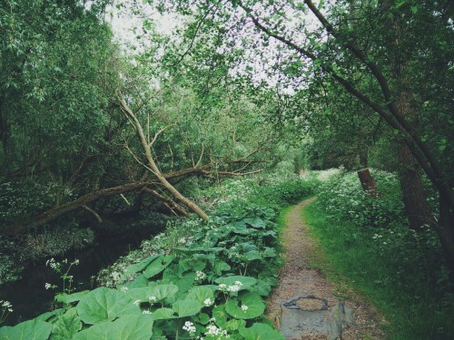 XXX snorkeldink: Flood Forest  photo