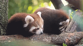 amphritritel: thenatsdorf: Red panda triplets explore their outdoor habitat for the first time. [full video]  @l0nelycousin 