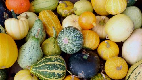 Gourd Selection.