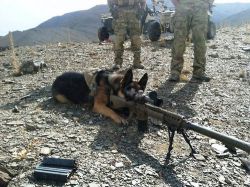 godandguns:  liveandieinthefray:  #dog  dog warfare 