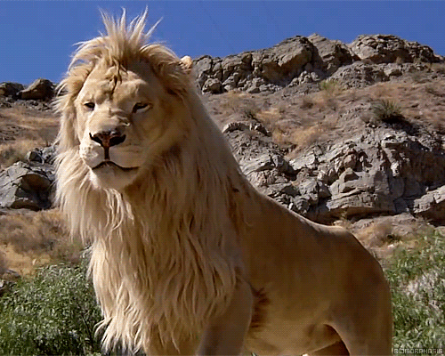 biomorphosis:  A white Lion 