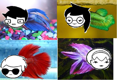 vriskaserket88: so has anyone done this yet? guys it’s the betta kids edit: guys this is 