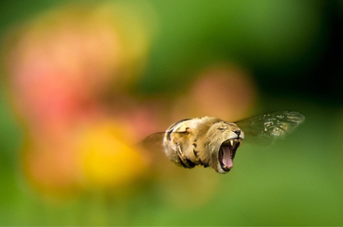 why-am-i-awake:  i-cant-decide-on-a-good-url:  omgbuglen:  Animals of a Parallel