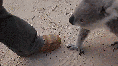 thenatsdorf:  Imogen, the koala, loves cuddles and belly rubs. [video] 