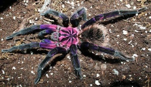 vita-insectum:zooophagous:thecoolestanimalblog:Different Tarantula Species1.Cobalt Blue2.Purple Bloo
