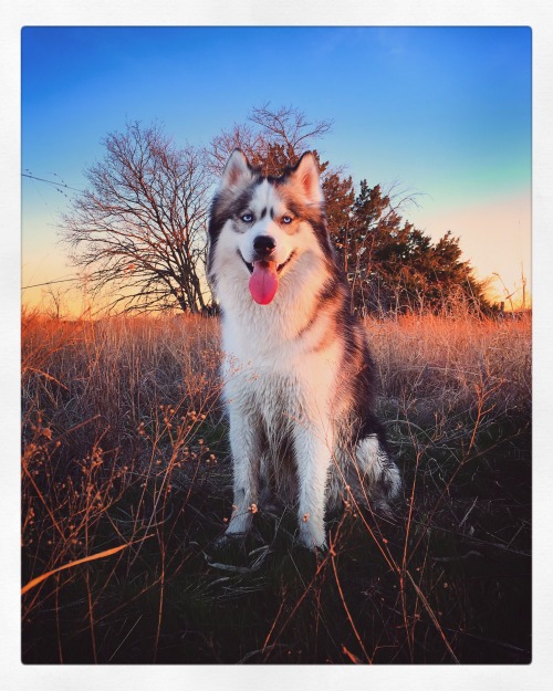 huskiesadventures:  A friendly reminder that the best camera is the one that’s with you. A great photo doesn’t always require an expensive DSLR. This is a photo I snapped of Thunder with my iPhone 6s today during our adventure. 