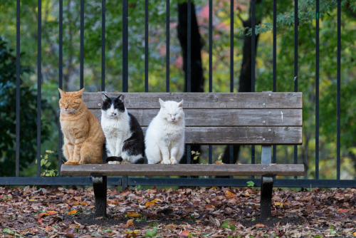honobononeko: ベンチ | 動物 ＞ 猫の写真 | GANREF