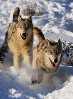 wolveswolves:  By Don Johnston 