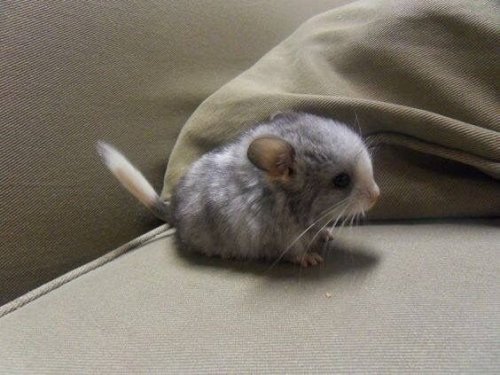 wild-zamboni:  babyanimalgifs:  Baby Chinchilla  FOR THE LOVE OF GOD SOMEONE HUG HIM 