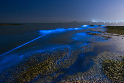 cctvnews:  It’s not a scene from the classic movie, Avatar, but exists in the city of Dalian!Glowing blue water washes up on a beach as a result of a chemical reaction called bioluminescence, which occurs when microorganisms in sea water react to oxygen.