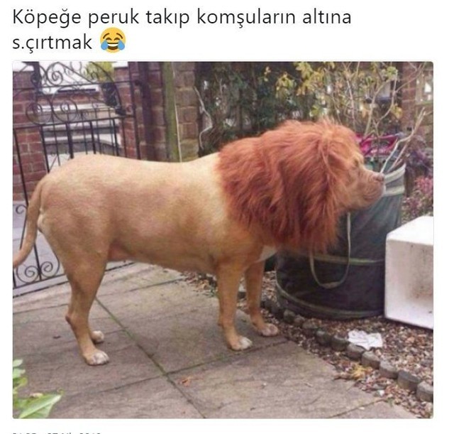 Köpeğe peruk takıp...