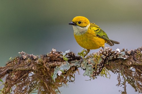 Silver-throated Tanager