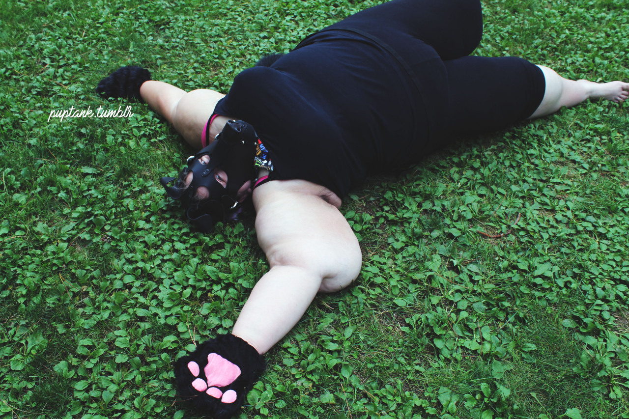 puptank:  I found a whole bunch of grass to roll in!  taken by @pupbaka 