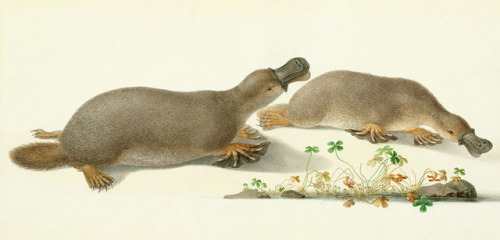 Franz and Ferdinand Bauers are sometimes considered to be the pioneers of scientific illustration. B