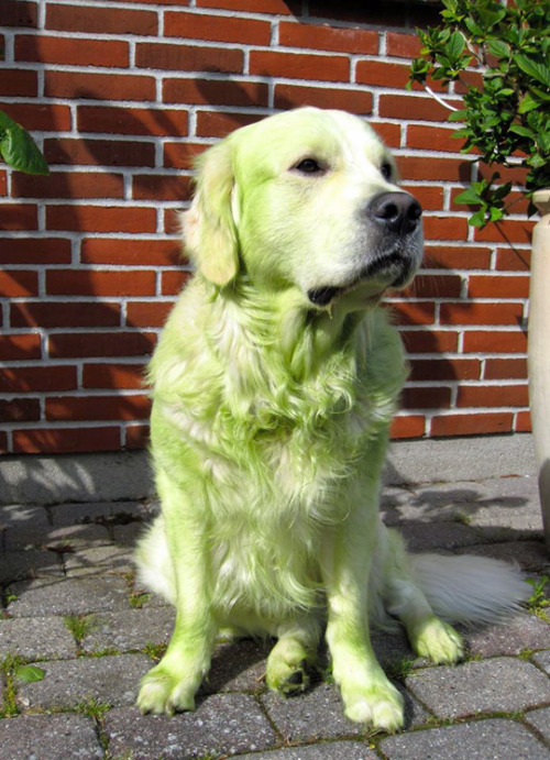 lumos5001:squided:your golden retriever has evolved into an emerald retrieverit’s the shiny version 