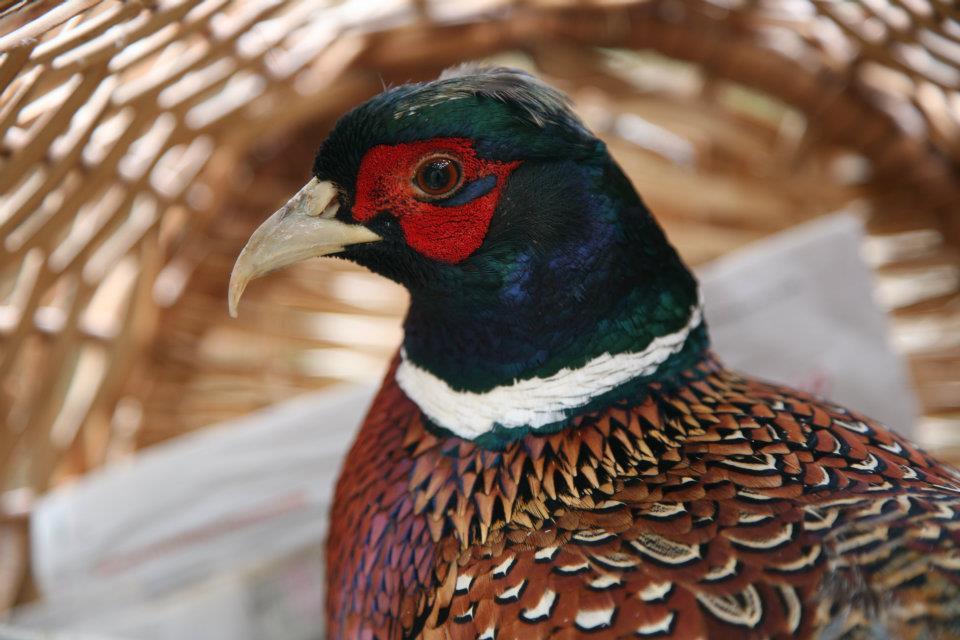 Pheasant  BTO - British Trust for Ornithology