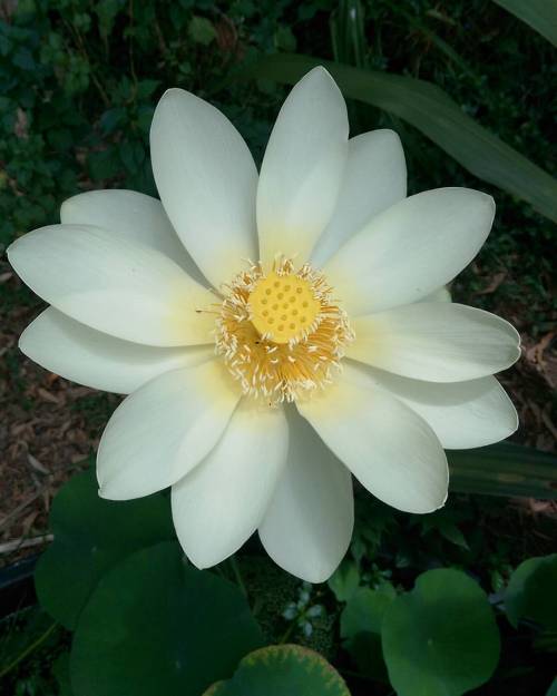 fired-earth:The second time my sacred lotus has flowered. Now that we have more sun in the garden, h