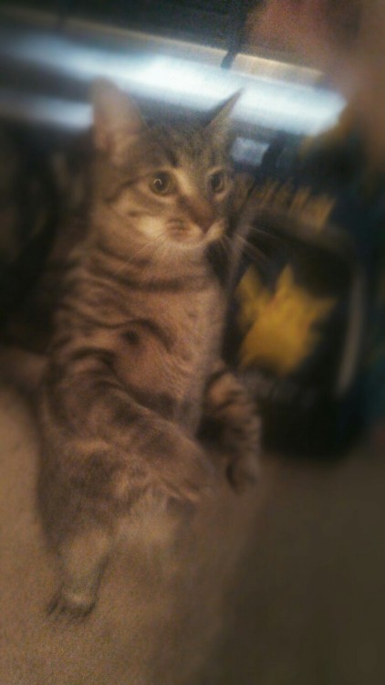 kittiesntitties.tumblr.com/post/121474190752/