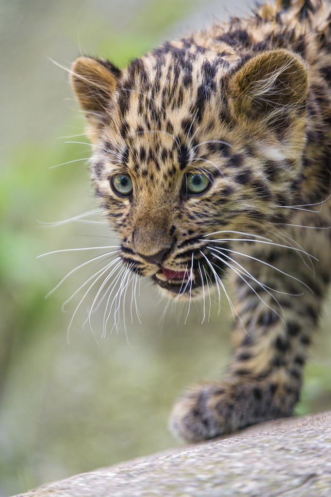 bigcatkingdom:Walking cute leopard cub (by Tambako the Jaguar)