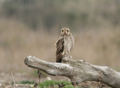 Short-eared Owl (Asio flammeus)© Elan federico Zucchetti