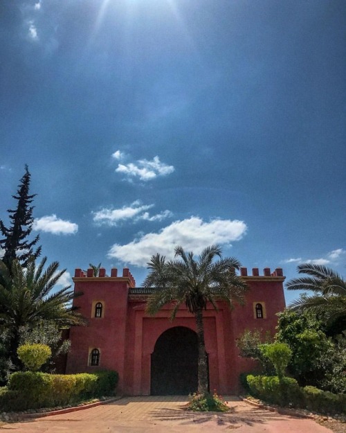 Palm Trees ➕Good Vibes…#bakchicontour #marrakech(à Marrakech, Morocco, North Africa)