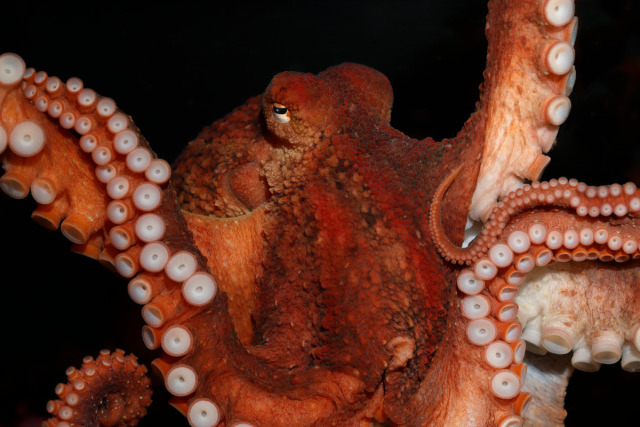 A red giant Pacific octopus fills the image, two of its arms up and the others sprawled about against a black background.