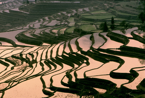 bethyngalw:Patterns in water and soilRice fieldsThierry Bornier, Jialiang Gao, Asian insights, Tan T