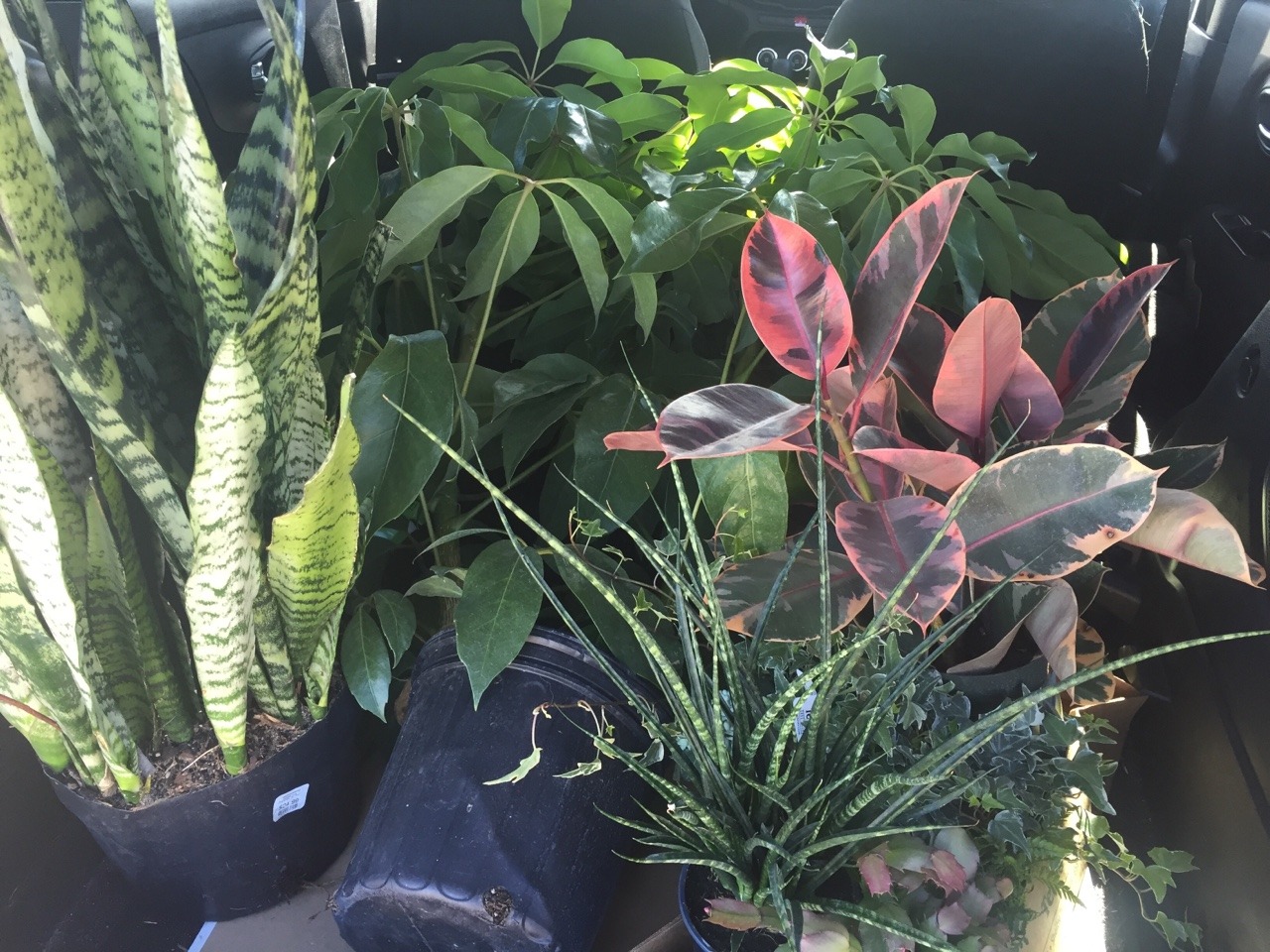 plantsforpluto:Because today is filled with so much anxiety, here’s a shot of my