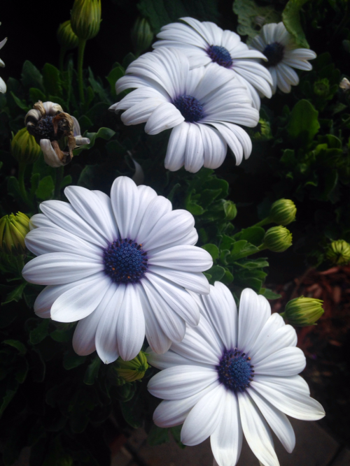 plantyr:  lil' nature blog 