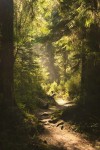 fairydrowning:Sunbeams in the forests. adult photos