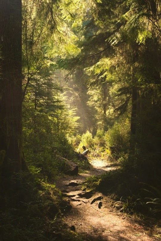 Porn photo fairydrowning:Sunbeams in the forests.