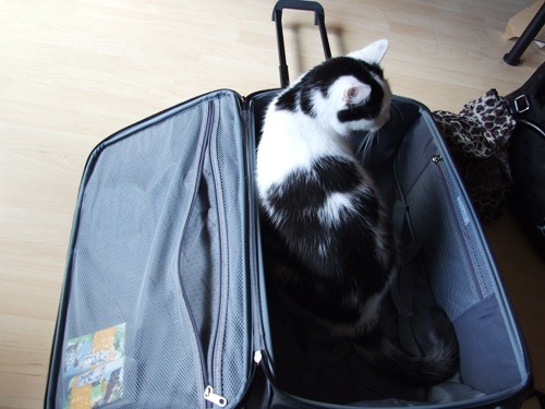 getoutoftherecat:  i left the room for about 3 seconds…