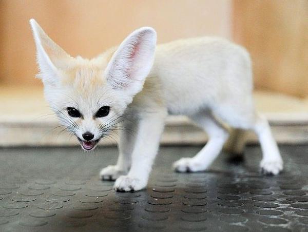 pleatedjeans:  An Ode to the Fennec Fox (18 Pics)  EEE FENNECS &lt;333