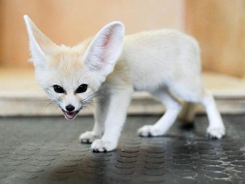 5ydney: pleatedjeans: An Ode to the Fennec Fox (18 Pics) Awww I got to pet one of these and it was s