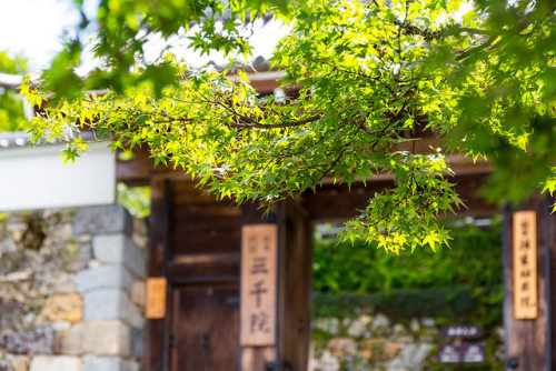 三千院門跡- 大原 ／ Sanzen-in Temple by Active-U on Flickr.