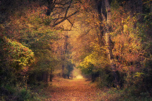 silvaris: In the autumn forest by Szabolcs Stieber