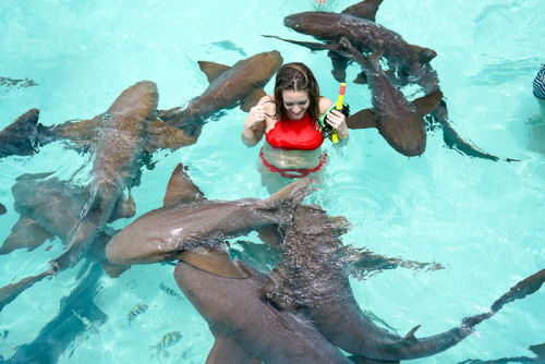gr1malkin: lizzylissy520: just-your-local-weirdo: Sharks are nice! Since its summertime and people