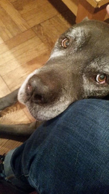 look at this distinguished older gentleman who wont let me stop petting him