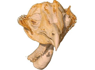 venoose