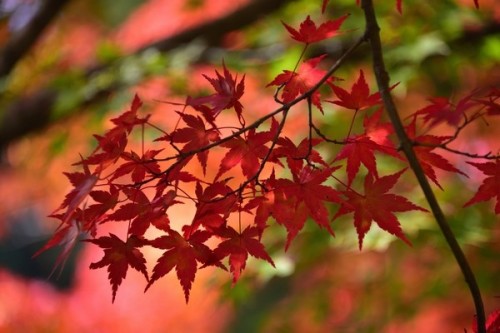 norisunorin - 奈良県　桜井市　多武峰 談山神社　もみじ