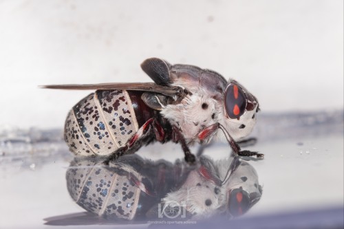 Side view. She's very soft-looking. Her legs gave some red as well as the eye marking. Her chonky abdomen is white, speckled with glitter-like iridescent spots showing blue from this angle