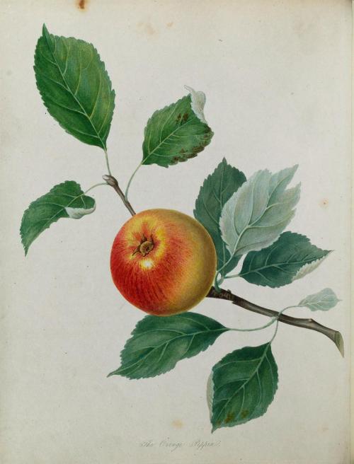 heaveninawildflower:Beautiful ancient orchard fruits for making Cider and Perry. From ‘Pomona 