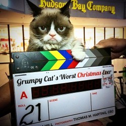 realgrumpycat:  #GrumpyCat #WorstChristmasEver