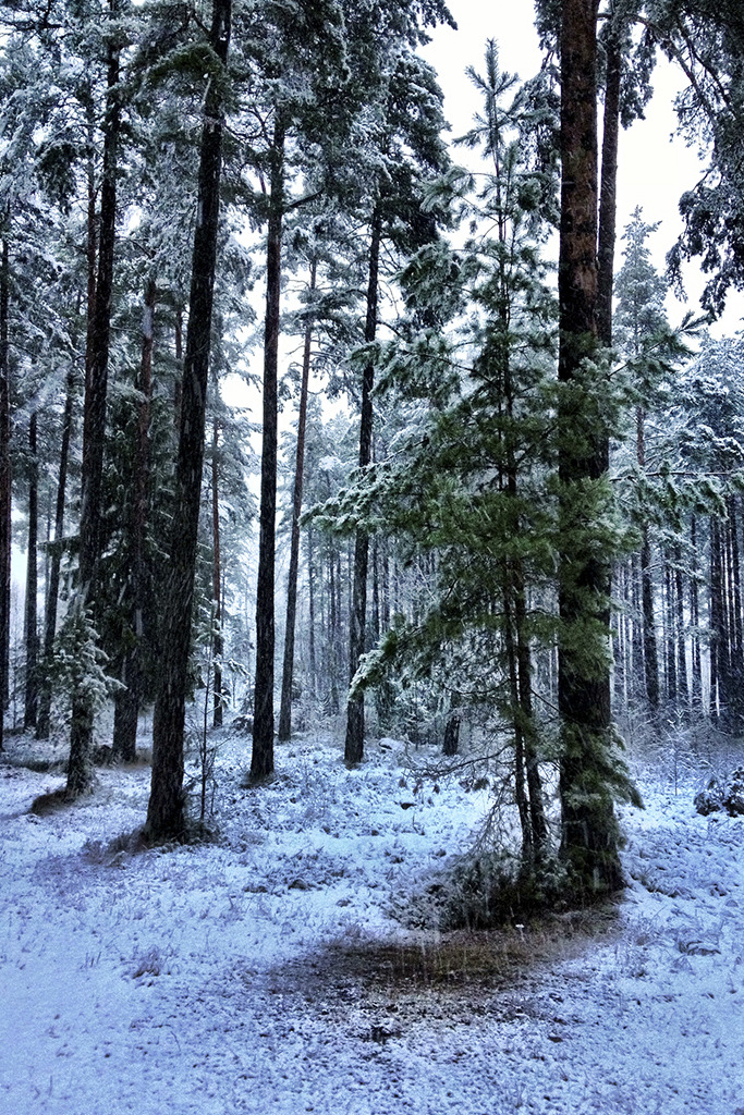 tearingdowndoors:  Camera Roll-1243 || Johan Lindqvist Fotografi