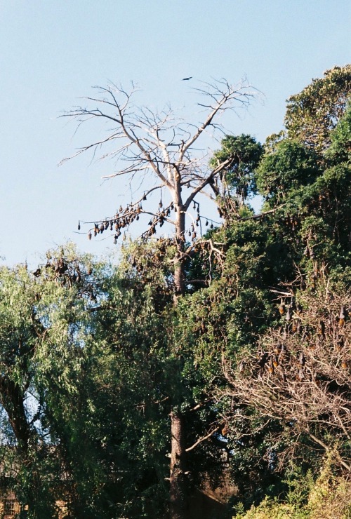 look up and you see things flying,look up and you see creatures hanging themselves upside down to sl