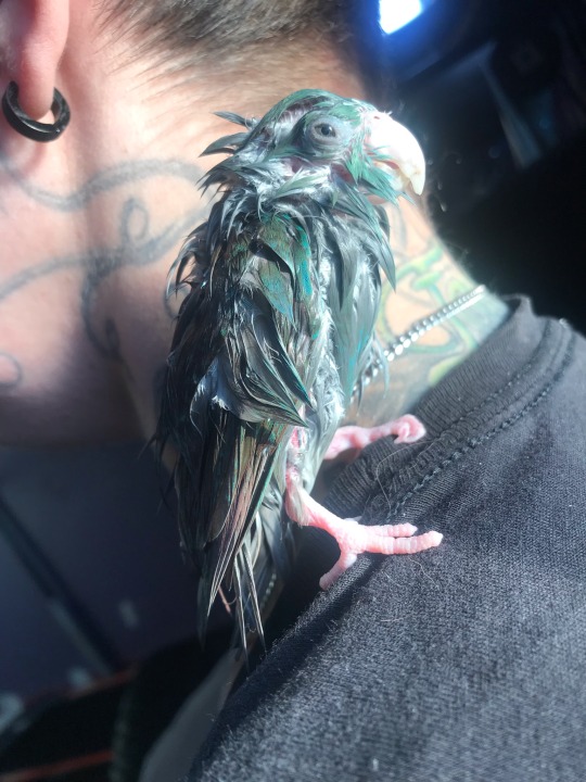 snailmusic:flock-talk:So the shower perch fell off the wall today and Mia got a bit more water than she bargained forhi i made a poster off of her